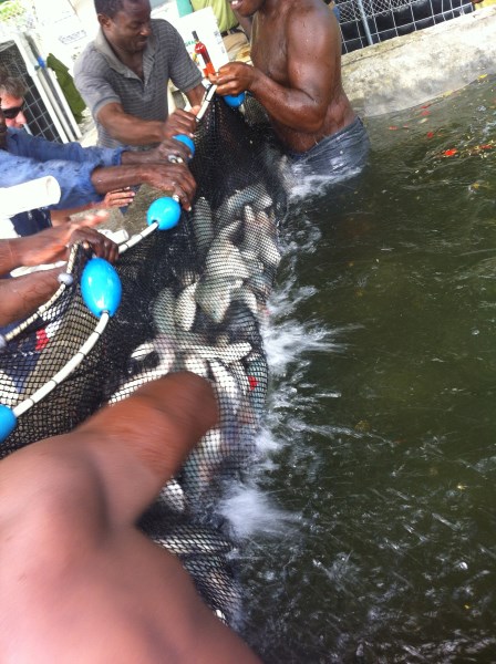 Da Haiti le foto e video del primo `raccolto` di pesci tilapia!